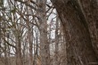 0 boxwood trail, vernon hill,  VA 24558