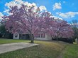 806 willow st, troy,  AL 36081