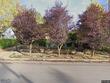 2349 sw 6th ave, camas,  WA 98607