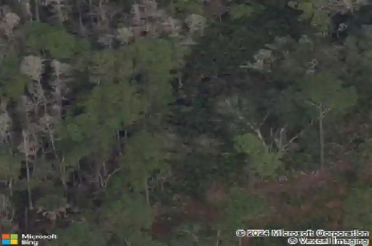 forest lakes boulevard, oldsmar,  FL 34677