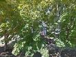 473 ne jackson st, hillsboro,  OR 97124