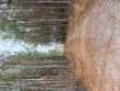 tba sand hill road, ellisville,  MS 39437
