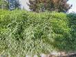 13429 ne 49th st, vancouver,  WA 98682