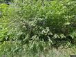 29720 ne timmen rd, ridgefield,  WA 98642