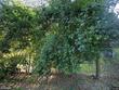 11 rainbow st, natchez,  MS 39120