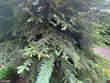 3385 summerlinn dr, west linn,  OR 97068