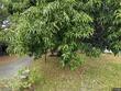 3487 begonia pl, largo,  FL 33771