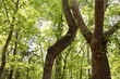 bellevue road, halifax,  VA 24588