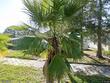 4526 burlington ave n, saint petersburg,  FL 33713