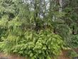 10533 sw 14th dr, portland,  OR 97219