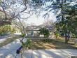 1155 withlacoochee st, safety harbor,  FL 34695