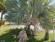 5198 40th st s, saint petersburg,  FL 33711