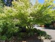 1023 lund st, lake oswego,  OR 97034