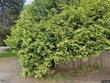 14533 se bunnell st, portland,  OR 97267