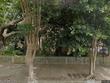 305 n rankin st, natchez,  MS 39120