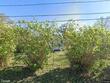 6715 32nd st n, saint petersburg,  FL 33702